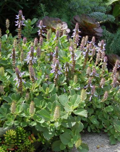 Fotografia de capa Plectranthus neochilus - do Jardim Botânico