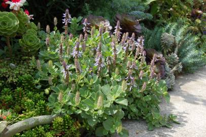 Fotografia da espécie Plectranthus neochilus