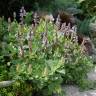 Fotografia 1 da espécie Plectranthus neochilus do Jardim Botânico UTAD