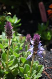 Fotografia da espécie Plectranthus neochilus