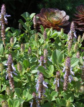 Fotografia 3 da espécie Plectranthus neochilus no Jardim Botânico UTAD