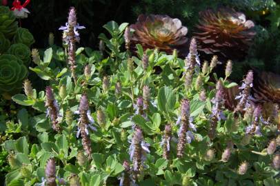 Fotografia da espécie Plectranthus neochilus