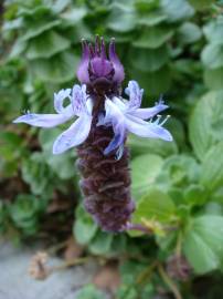 Fotografia da espécie Plectranthus neochilus