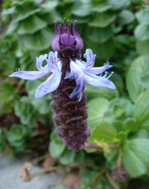 Fotografia 4 da espécie Plectranthus neochilus no Jardim Botânico UTAD