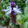 Fotografia 4 da espécie Plectranthus neochilus do Jardim Botânico UTAD