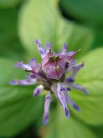 Fotografia da espécie Plectranthus neochilus