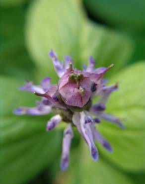 Fotografia 5 da espécie Plectranthus neochilus no Jardim Botânico UTAD