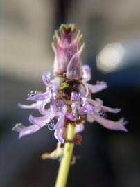 Fotografia da espécie Plectranthus neochilus