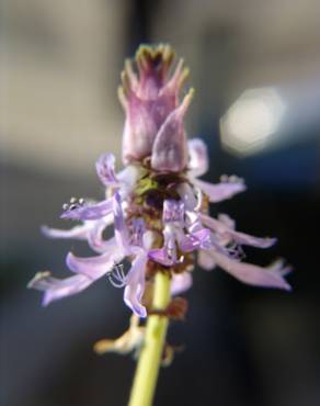 Fotografia 6 da espécie Plectranthus neochilus no Jardim Botânico UTAD