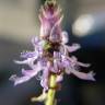 Fotografia 6 da espécie Plectranthus neochilus do Jardim Botânico UTAD