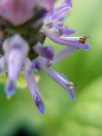 Fotografia da espécie Plectranthus neochilus