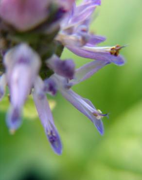 Fotografia 7 da espécie Plectranthus neochilus no Jardim Botânico UTAD