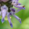 Fotografia 7 da espécie Plectranthus neochilus do Jardim Botânico UTAD