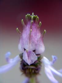 Fotografia da espécie Plectranthus neochilus