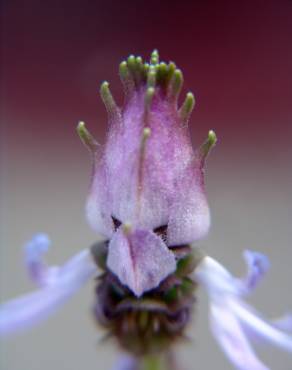 Fotografia 8 da espécie Plectranthus neochilus no Jardim Botânico UTAD