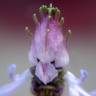 Fotografia 8 da espécie Plectranthus neochilus do Jardim Botânico UTAD