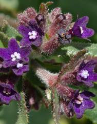 Anchusa undulata subesp. granatensis