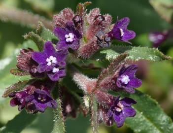 Fotografia da espécie Anchusa undulata subesp. granatensis