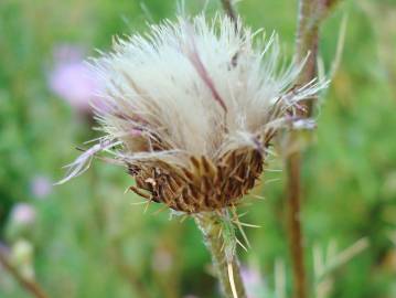 Fotografia da espécie Cirsium pyrenaicum