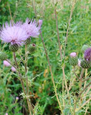 Fotografia 3 da espécie Cirsium pyrenaicum no Jardim Botânico UTAD