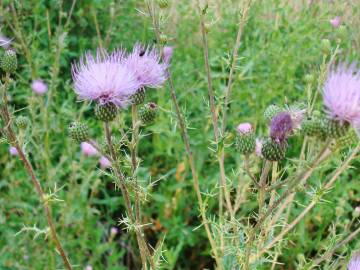 Fotografia da espécie Cirsium pyrenaicum