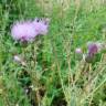 Fotografia 3 da espécie Cirsium pyrenaicum do Jardim Botânico UTAD