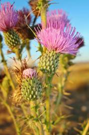 Fotografia da espécie Cirsium pyrenaicum