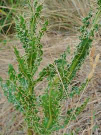 Fotografia da espécie Cirsium pyrenaicum