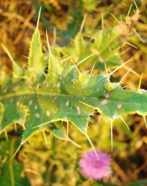 Fotografia 6 da espécie Cirsium pyrenaicum no Jardim Botânico UTAD