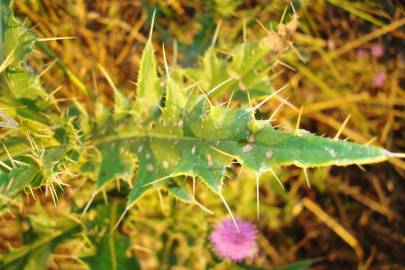 Fotografia da espécie Cirsium pyrenaicum