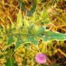 Fotografia 6 da espécie Cirsium pyrenaicum do Jardim Botânico UTAD