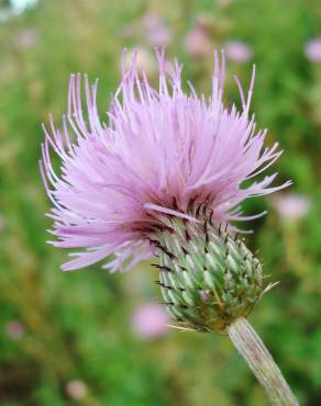 Fotografia 7 da espécie Cirsium pyrenaicum no Jardim Botânico UTAD