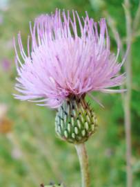 Fotografia da espécie Cirsium pyrenaicum