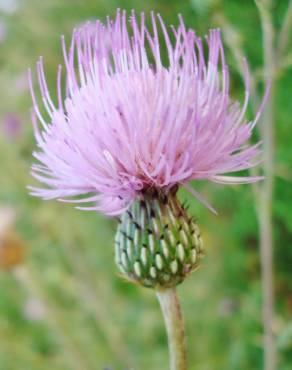 Fotografia 1 da espécie Cirsium pyrenaicum no Jardim Botânico UTAD