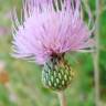 Fotografia 1 da espécie Cirsium pyrenaicum do Jardim Botânico UTAD