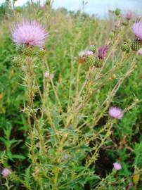 Fotografia da espécie Cirsium pyrenaicum