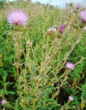 Fotografia 9 da espécie Cirsium pyrenaicum no Jardim Botânico UTAD