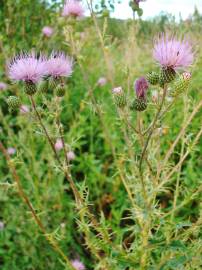 Fotografia da espécie Cirsium pyrenaicum