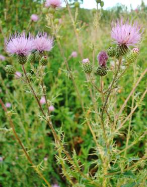 Fotografia 10 da espécie Cirsium pyrenaicum no Jardim Botânico UTAD