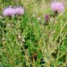 Fotografia 10 da espécie Cirsium pyrenaicum do Jardim Botânico UTAD