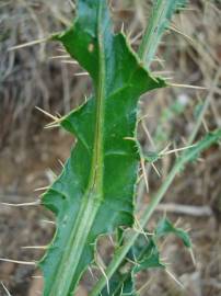 Fotografia da espécie Cirsium pyrenaicum