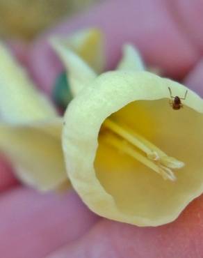 Fotografia 2 da espécie Narcissus triandrus no Jardim Botânico UTAD