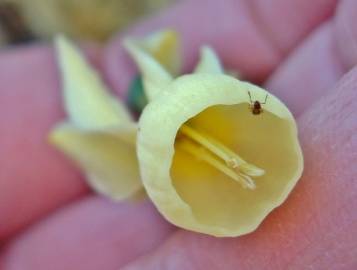 Fotografia da espécie Narcissus triandrus