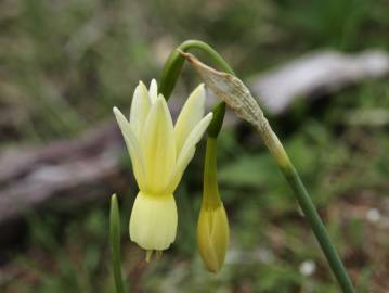 Fotografia da espécie Narcissus triandrus