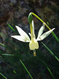 Fotografia da espécie Narcissus triandrus