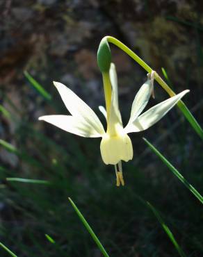 Fotografia 1 da espécie Narcissus triandrus no Jardim Botânico UTAD