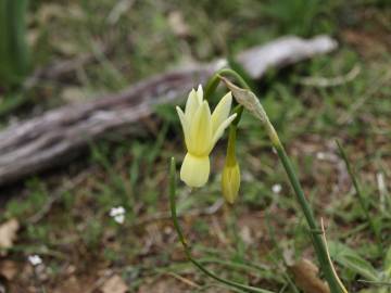 Fotografia da espécie Narcissus triandrus