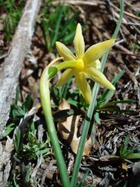 Fotografia da espécie Narcissus triandrus