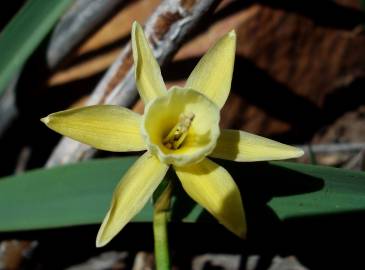 Fotografia da espécie Narcissus triandrus