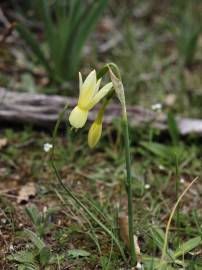 Fotografia da espécie Narcissus triandrus